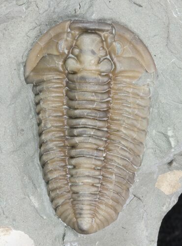 Prone Flexicalymene Trilobite - Ohio #61005